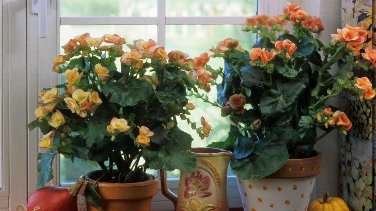 Yellow flower of winter flowering begonia