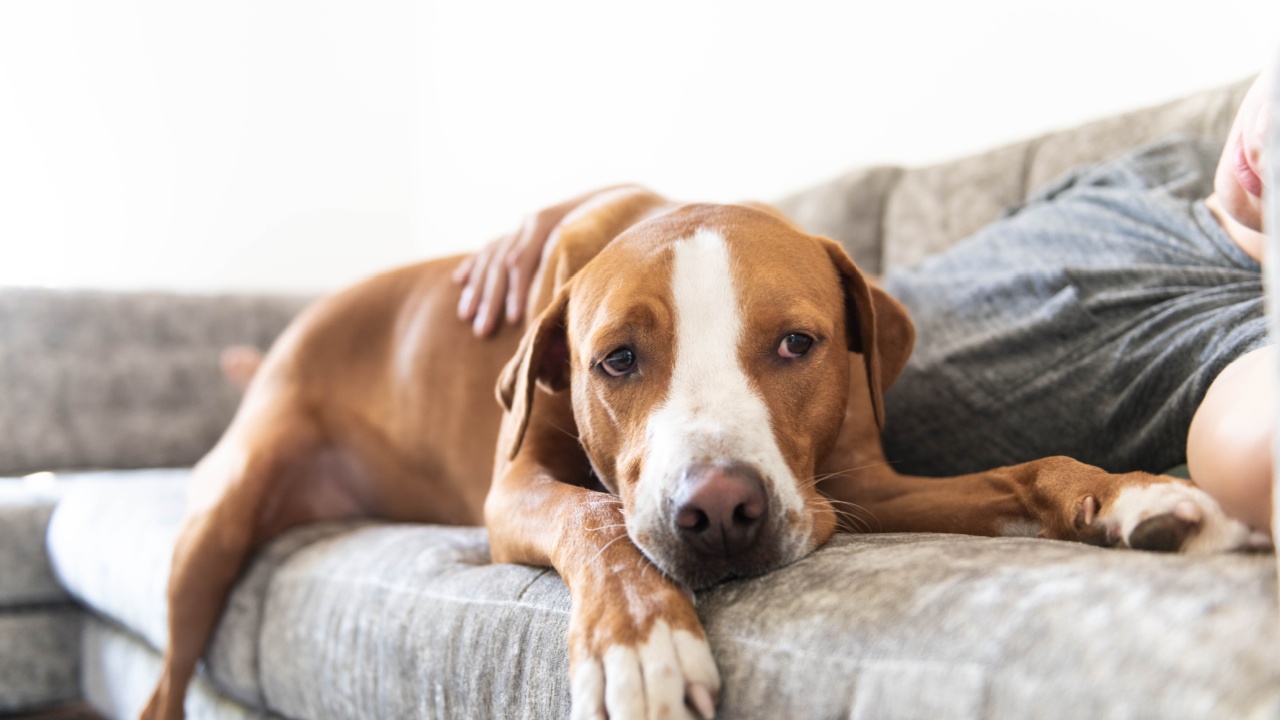 Fawn and White Colored Dog Relaxing with His Human