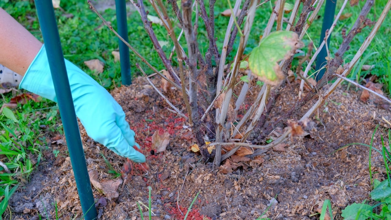 The hand of a woman in a rubber glove, makes fertilizer under the currant bush in the autumn period in the garden. Preparing for winter.