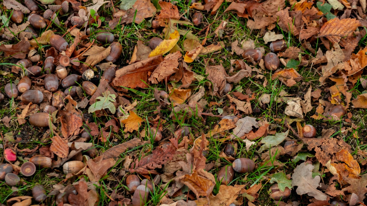 top view of dry leaves, branches and acorns on ground in autumnal forest. Nature.