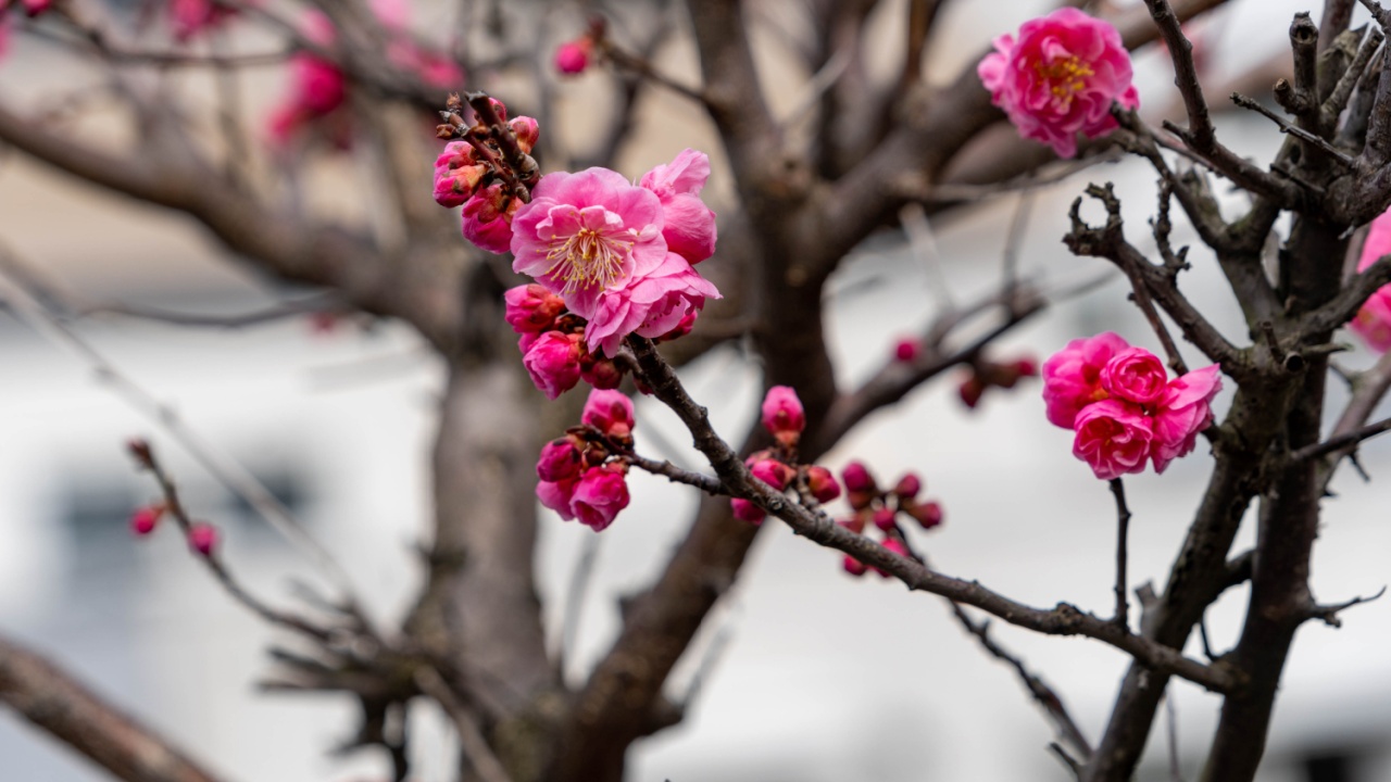 Flower of Japanese apricot - Prunus mume - are blooming in Fukuoka city, JAPAN.