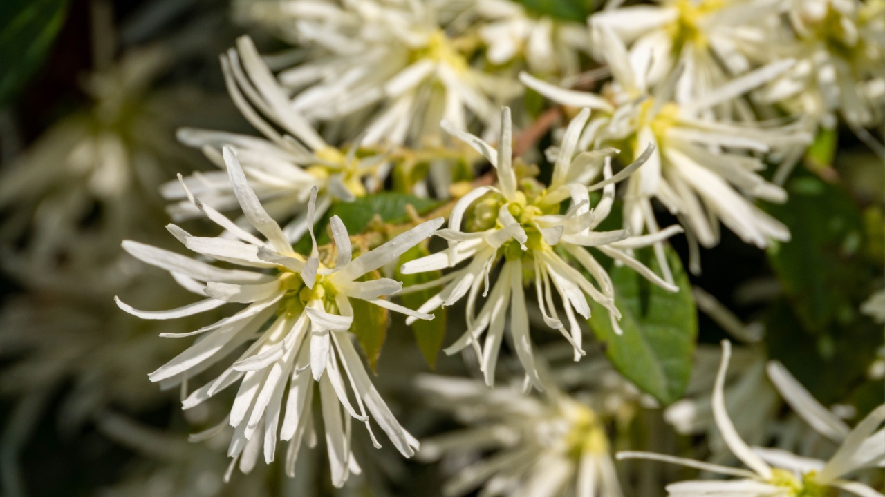 Flowers of evergreen witchhazel - Loropetalum chinense - are in bloom in Fukuoka city, JAPAN.