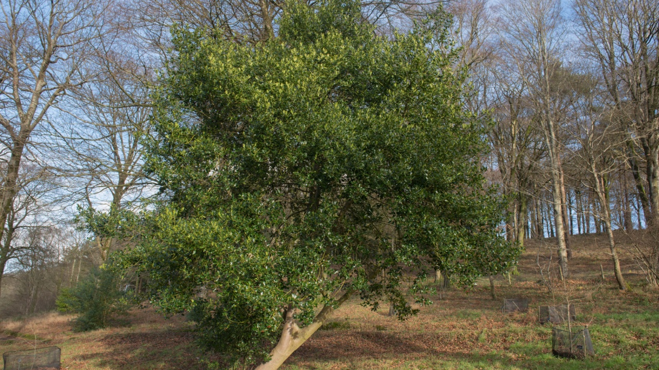 Winter Foliage of an Evergreen Common or English Holly Tree (Ilex aquifolium) on a Hillside in a Woodland Garden in Rural Devon, England, UK