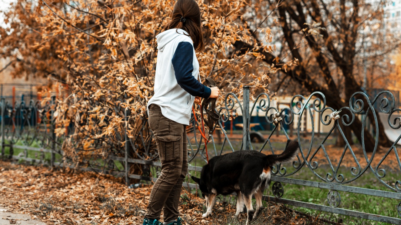 Animal training. A volunteer girl walks with a dog from an animal shelter. Girl with a dog in the autumn park. Walk with the dog. Caring for the animals