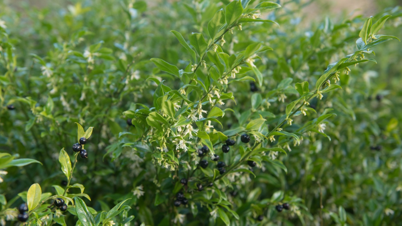 Winter Foliage, White Flowers and Black Berries of an Evergreen Sweet Box Shrub (Sarcococca confusa) in a Country Cottage Garden in Rural Devon, England, UK