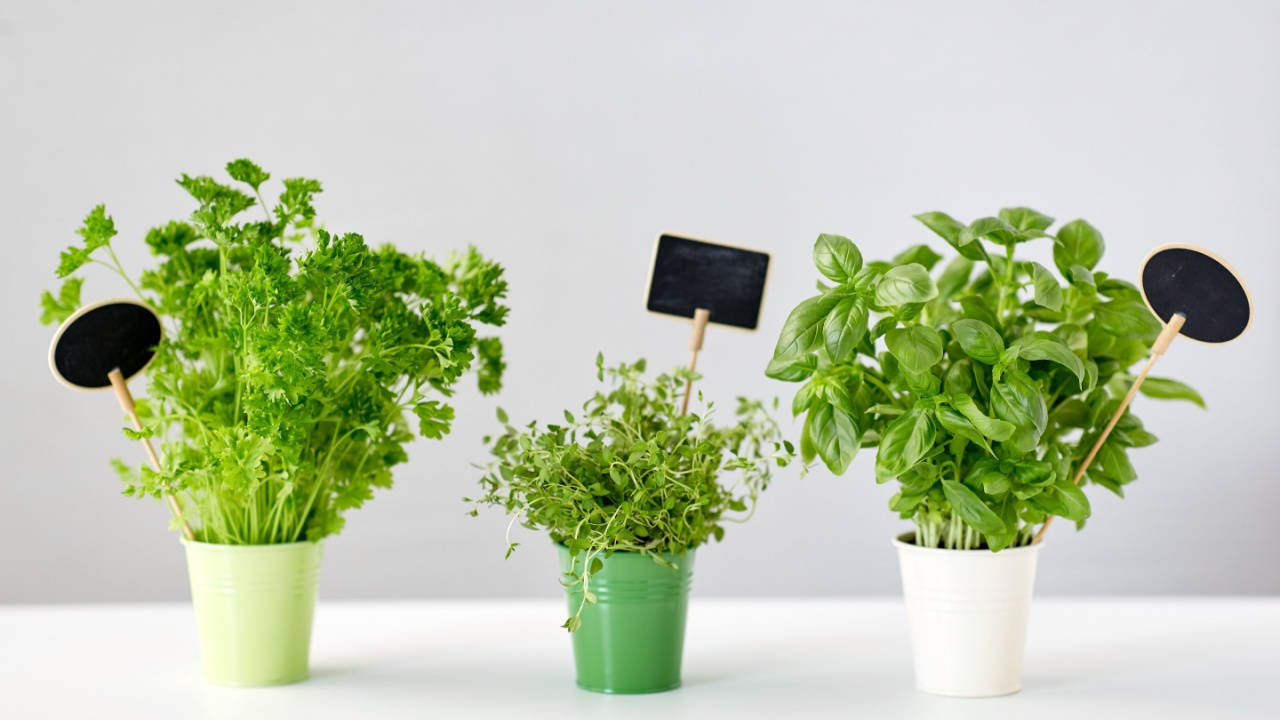 healthy eating, gardening and organic concept - green parsley, basil and thyme herbs with name plates in pot on table