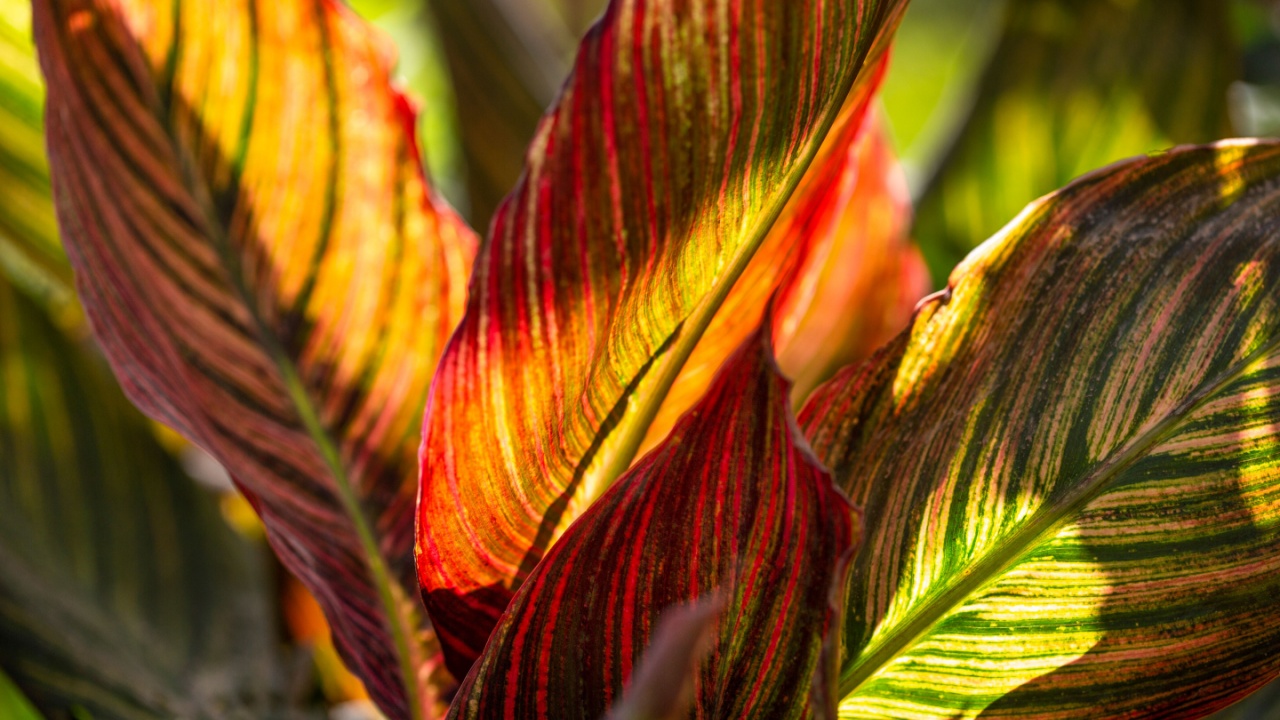 Canna ‘Tropicanna’ plant leaf close-up