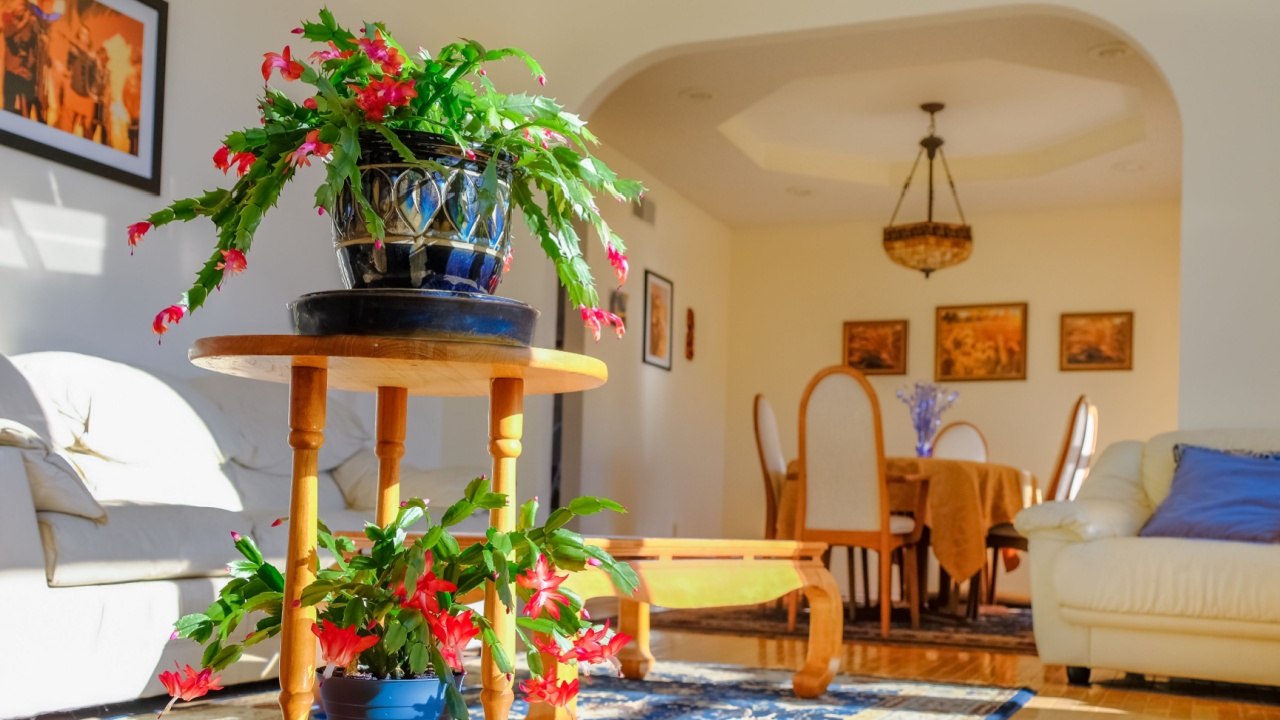 View of sunlit living room in Midwestern house with blooming Christmas cactus plants and photos on the wall; dining room in background