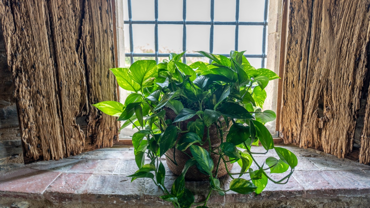 A close up shot of vibrant green devil's ivy plant decorating the window