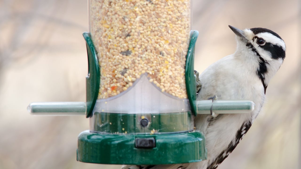 Downy woodpecker at bird feeder, Barr Lake, Colorado