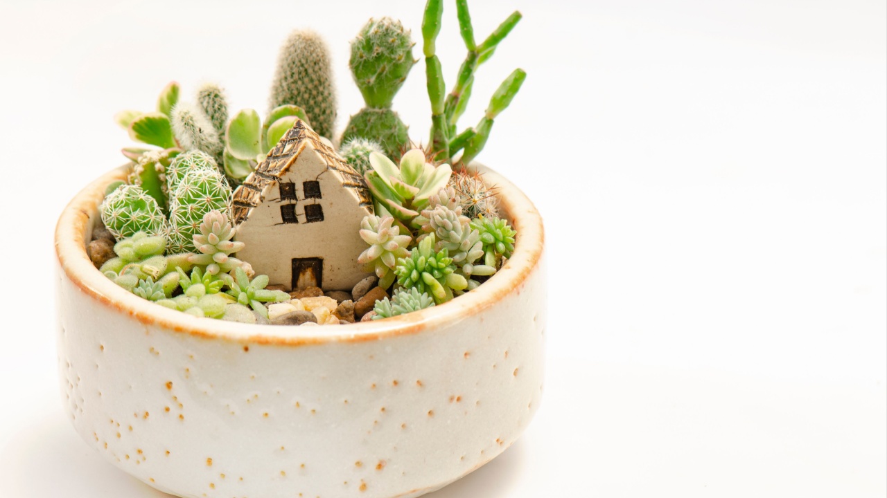 Succulent and cactus arrangement with miniature house opening terrarium pot on white background