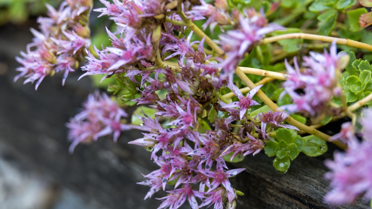 Phedimus spurius flowering in a garden in Candide Italy