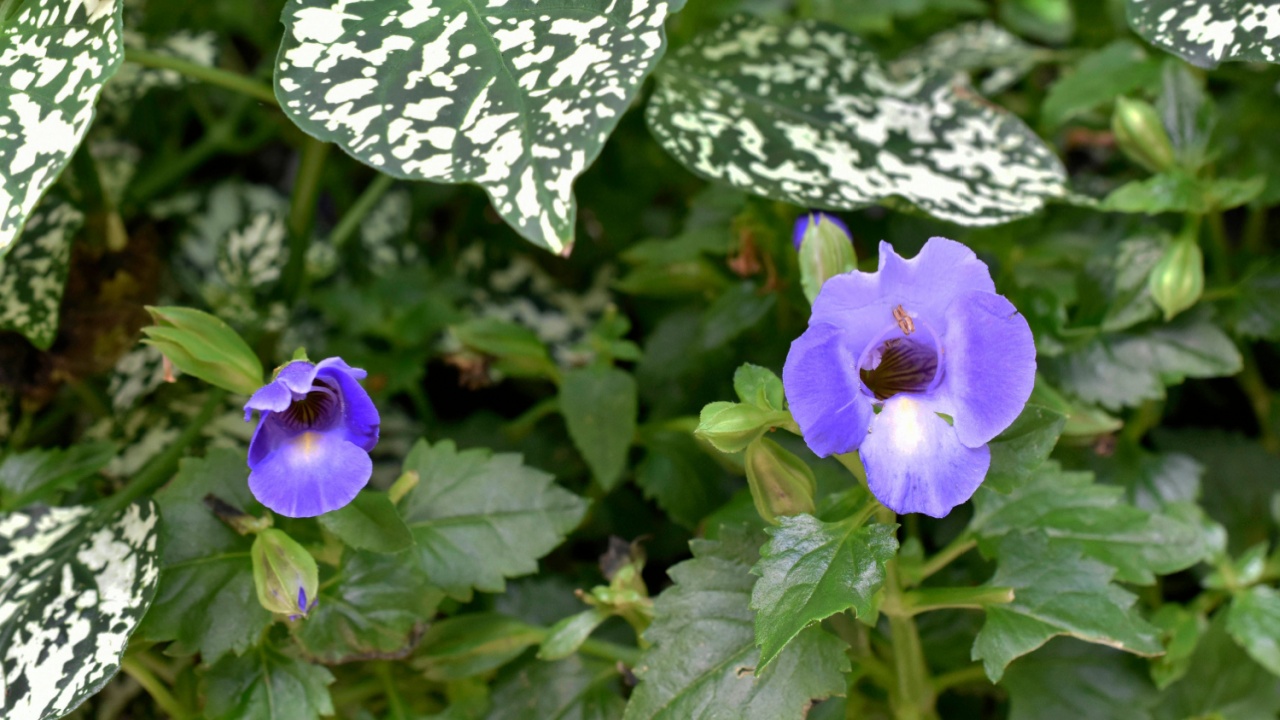 Torenia and Polka Dot plants