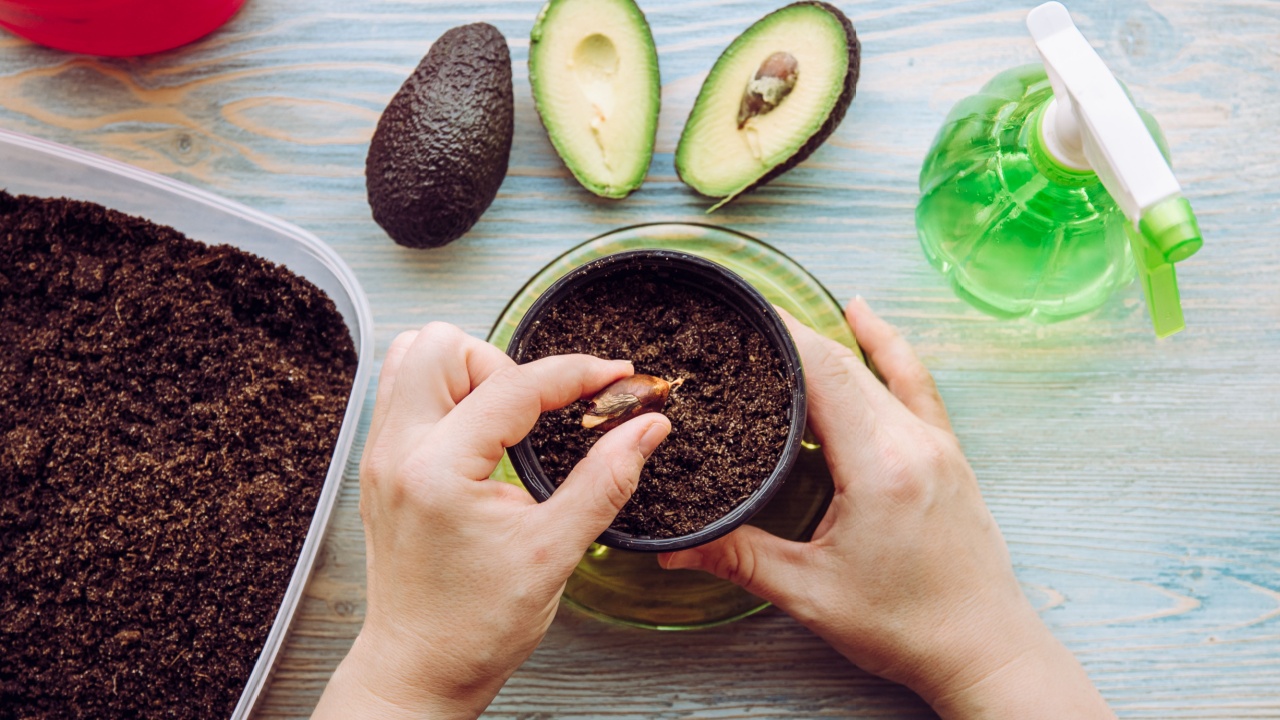Grow avocado from seed in home from grocery store bought avocado vegetable. Top view of hands planting seed inside pot with soil, at home.