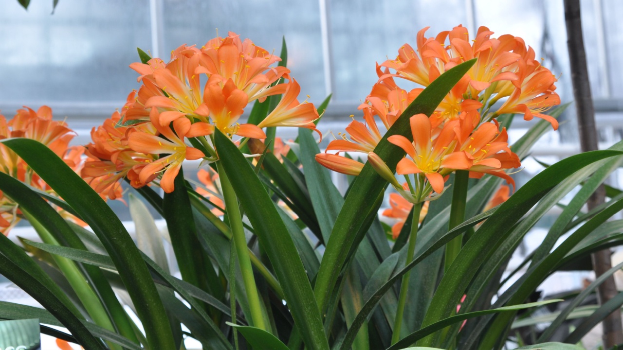 Clivia miniata blooms in winter in the greenhouse