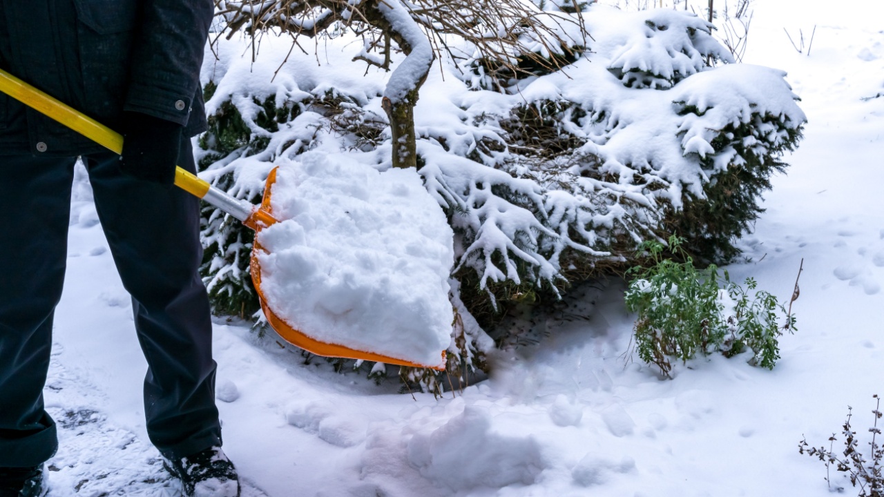 Fresh snow removal. A man holding a shovel full of snow