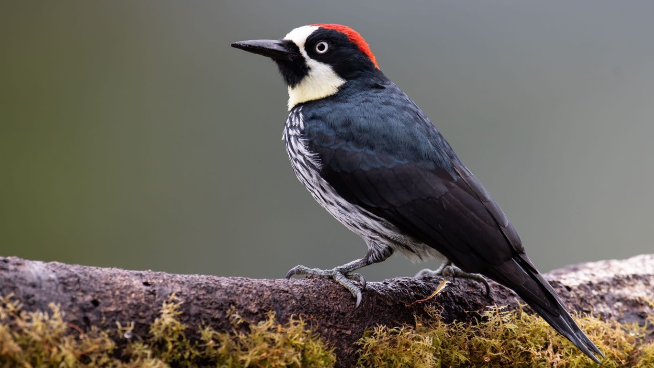 Acorn Woodpecker in Costa Rica 