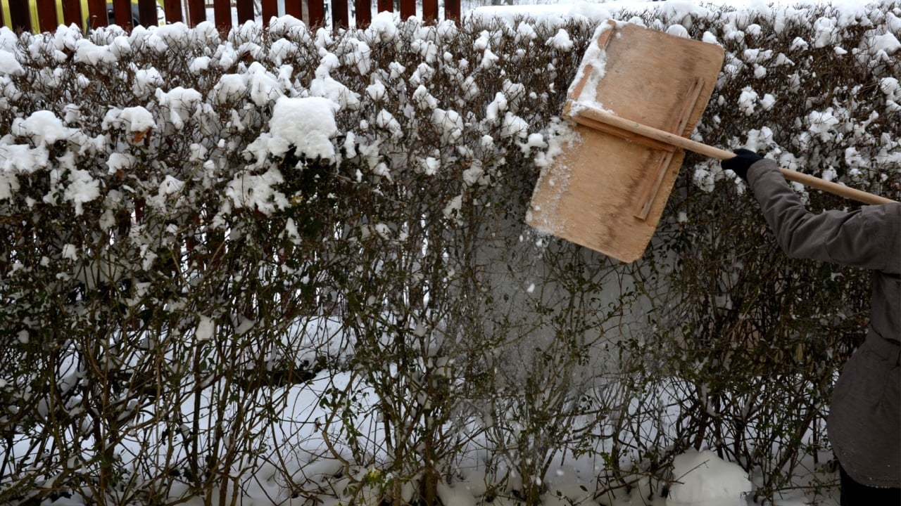 covered with snow hedge, it is possible that the weight of the snow would bend and deform it. it is necessary to knock it properly after each snowfall, otherwise there is a risk of damage and breaking
