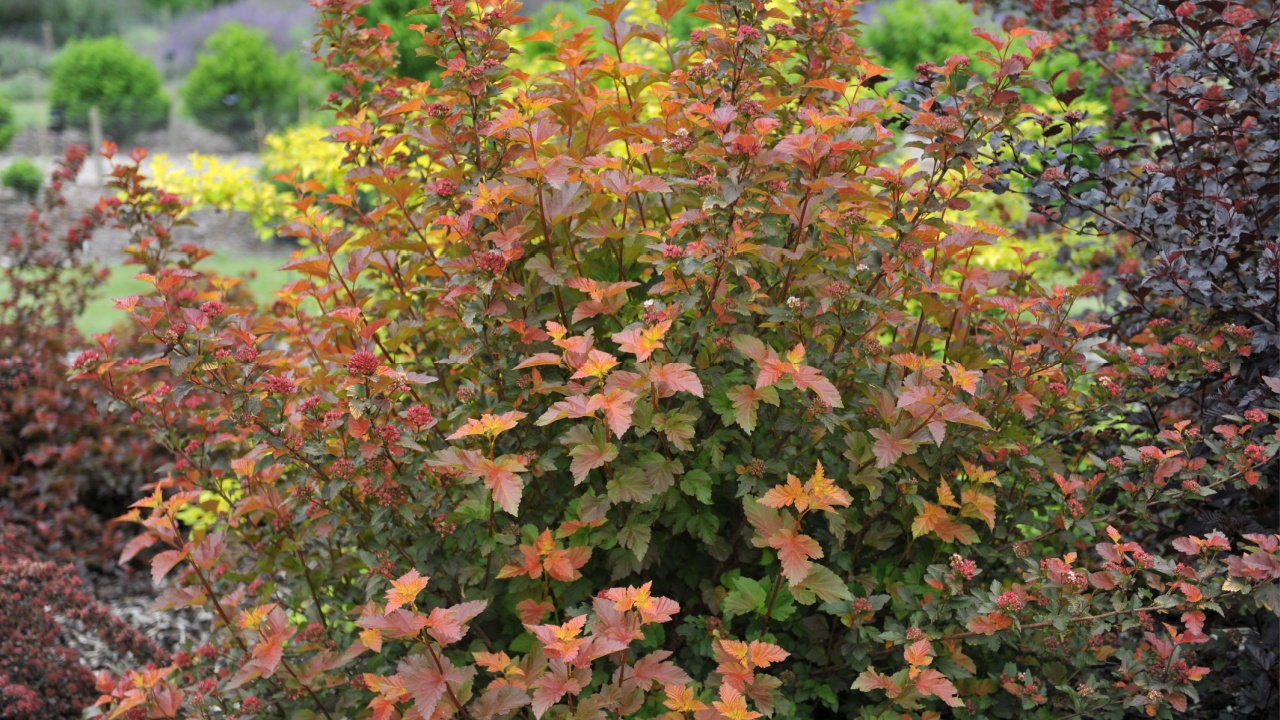Orange-leaved ninebark (Physocarpus opulifolius) Amber Jubilee (Jefam) grows in a garden in June