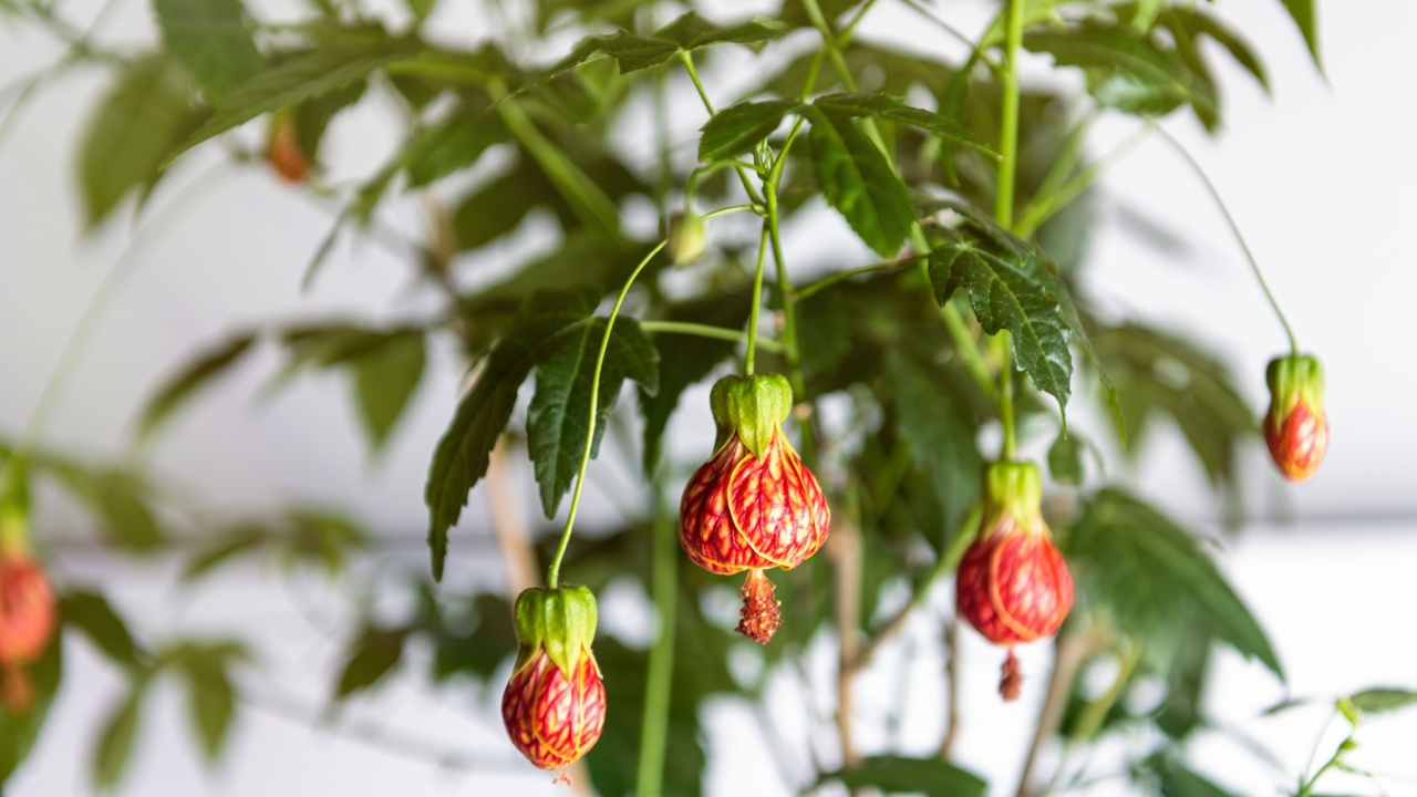 Red Tiger Flowering Maple Plant with Unique Orange Blossoms