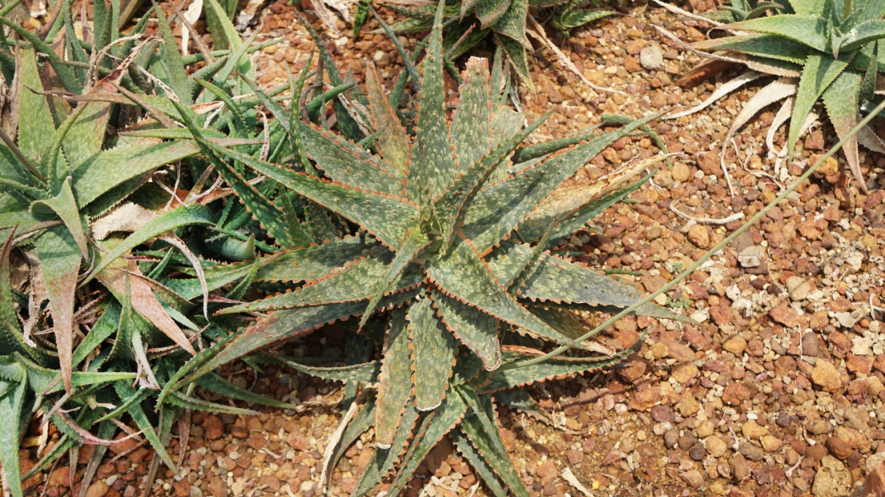 Aloe Carmine is a Tropical plant, and in colder climates is treated as a Houseplant. Arid plants.