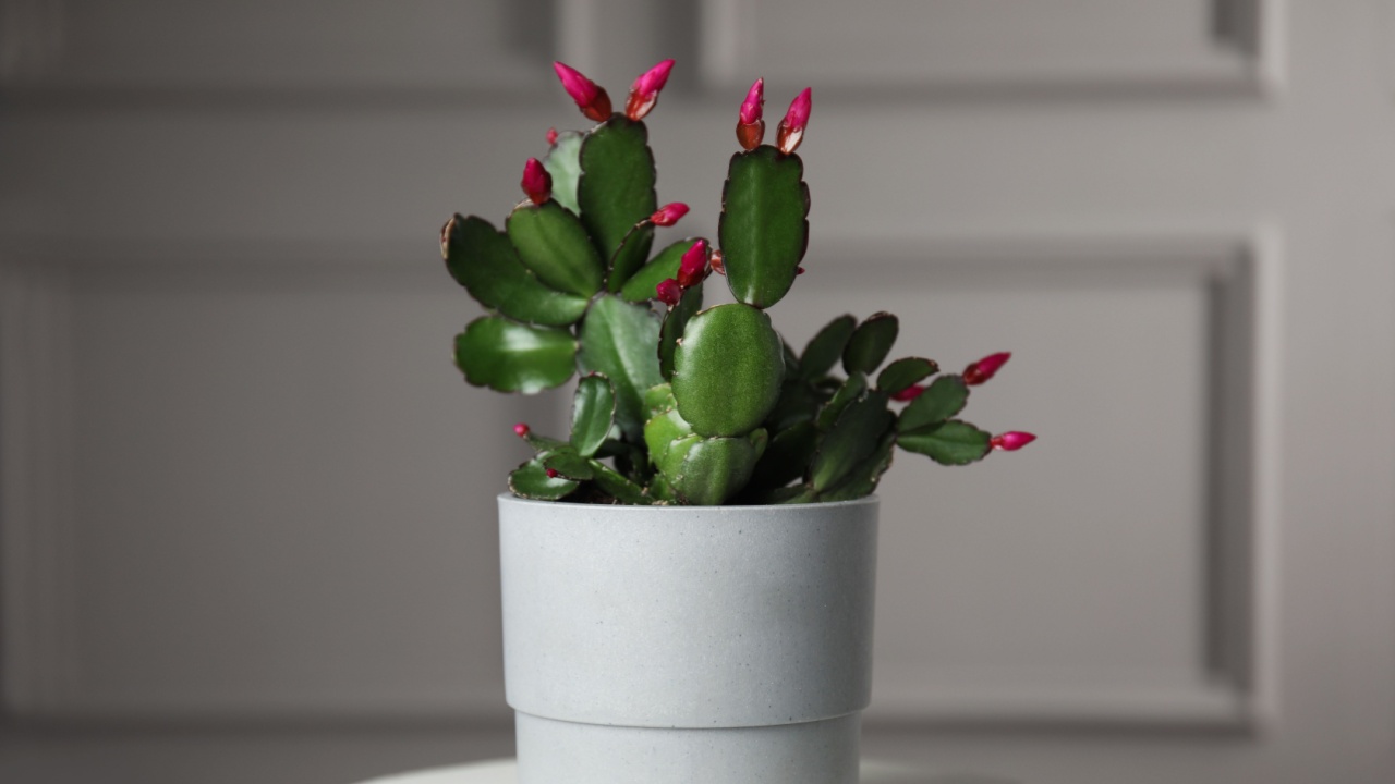 Beautiful Schlumbergera (Christmas or Thanksgiving cactus) in pot on white table against light wall