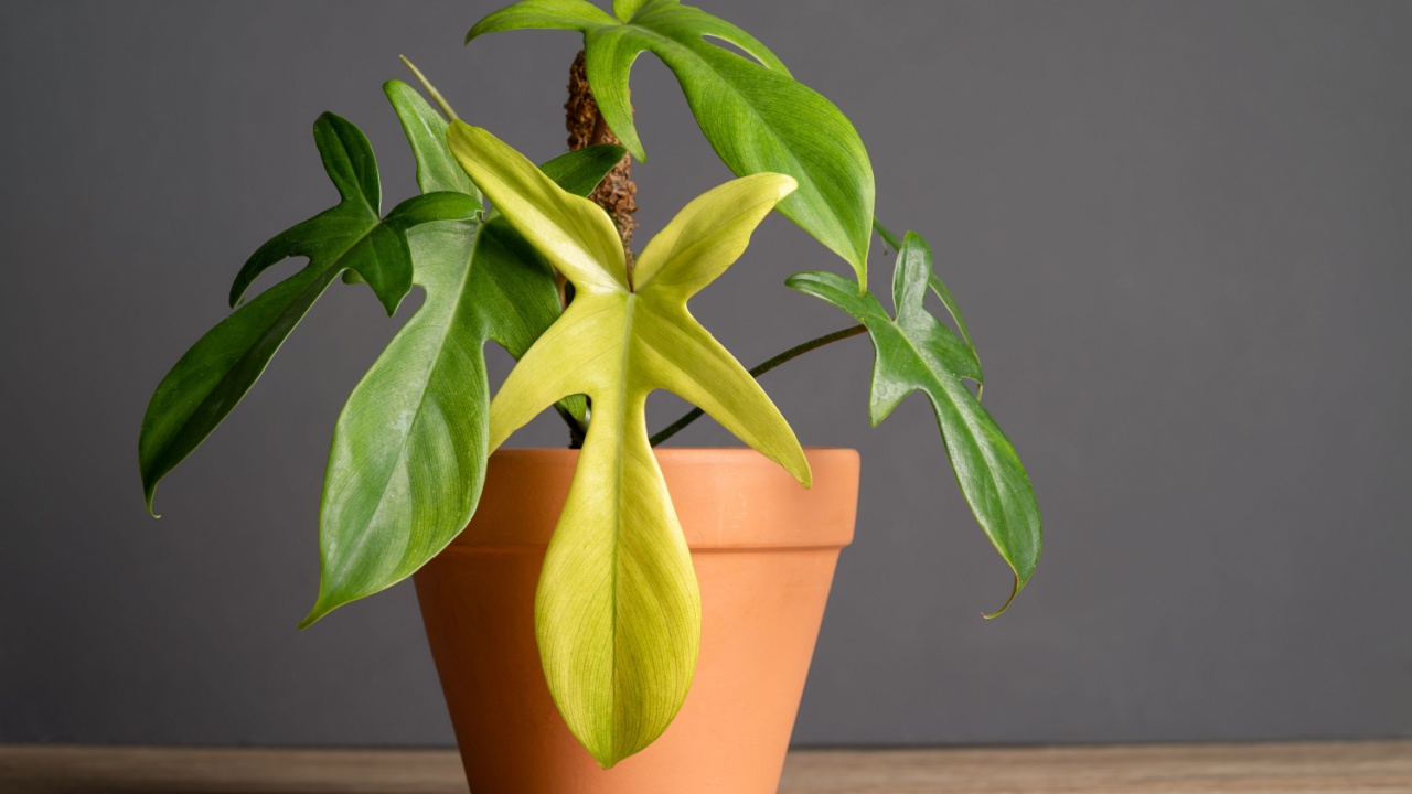 Philodendron Florida Ghost plantwith mint colour new leaf in terracotta pot on wooden table and concrete background