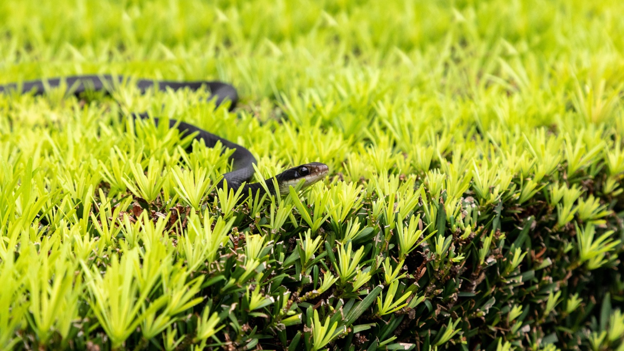 Southern black racer snake Coluber constrictor priapus perches on a bush in Naples, Florida.