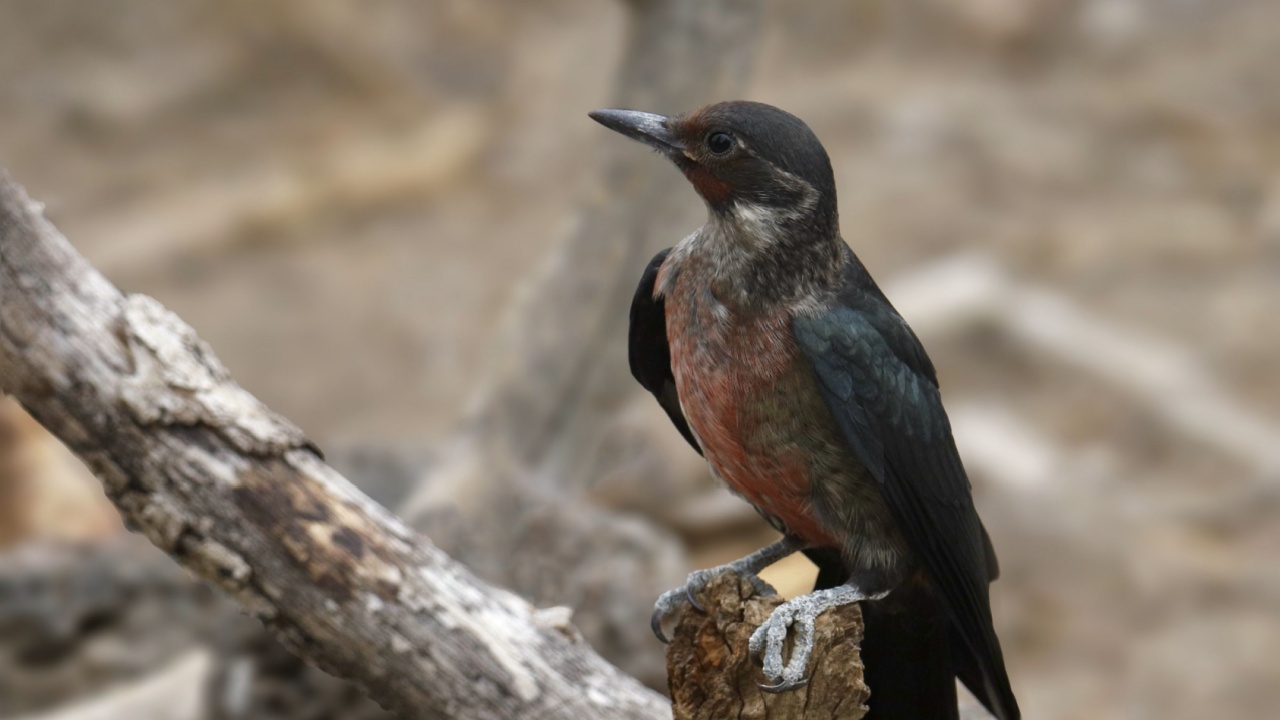 Lewis's Woodpecker (melanerpes lewis) perched on a dead branches