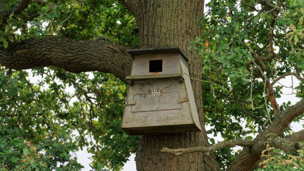 A large wooden nest box positioned on an oak tree to attract nesting Barn Owls in the English countryside