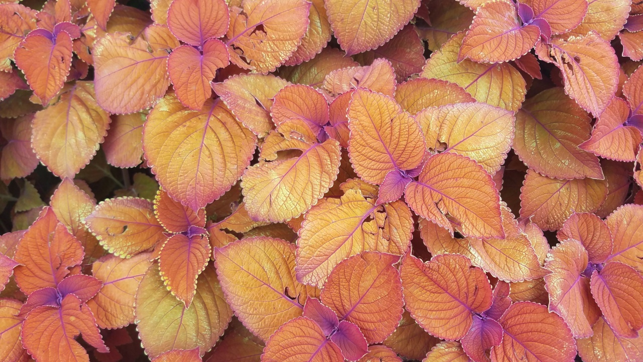 Plectranthus scutellarioides colorblaze sedona sunset coleus