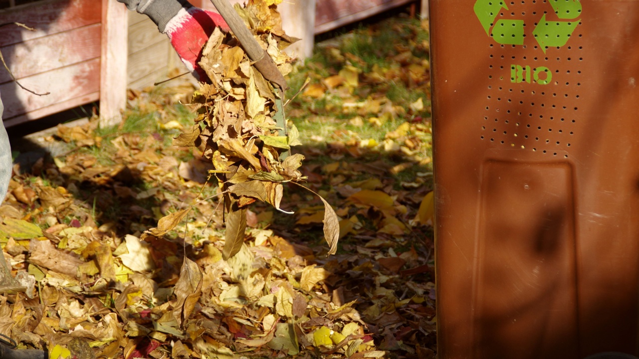 Leaves cleaning in the garden. Autumn raking of falling leaves. The gardener at work.