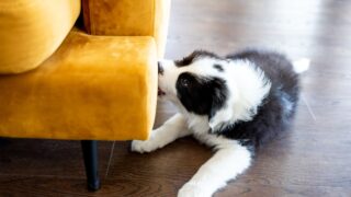 Puppy Border Collie dog bites furniture at home