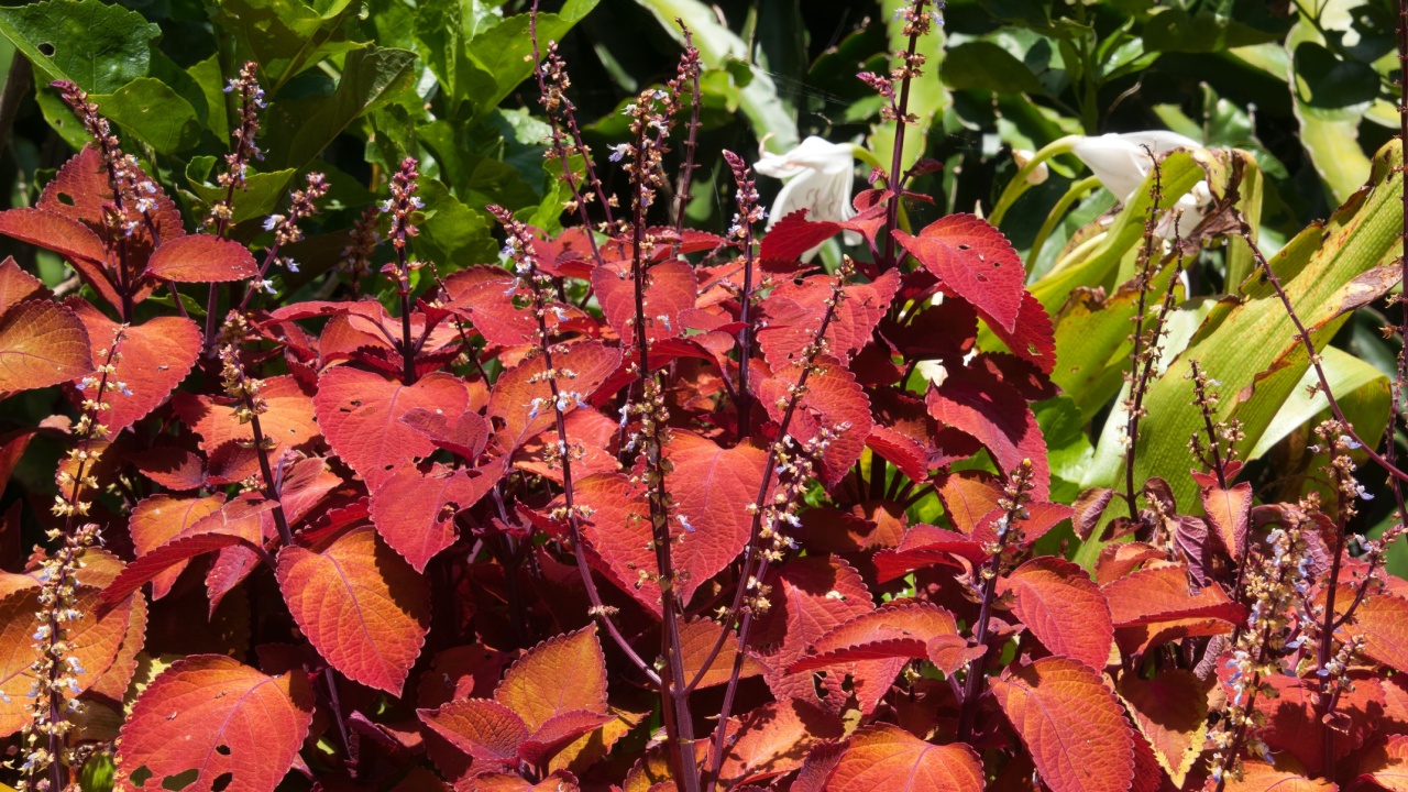 Sydney Australia, Coleus 'campfire' with purple flowers in garden