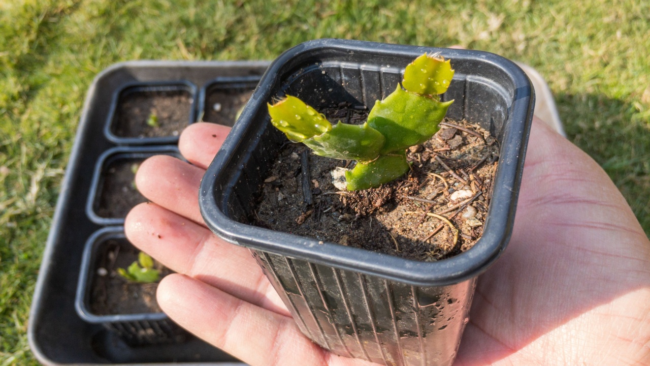 schlumbergera christmas cactus plant holding in a hand