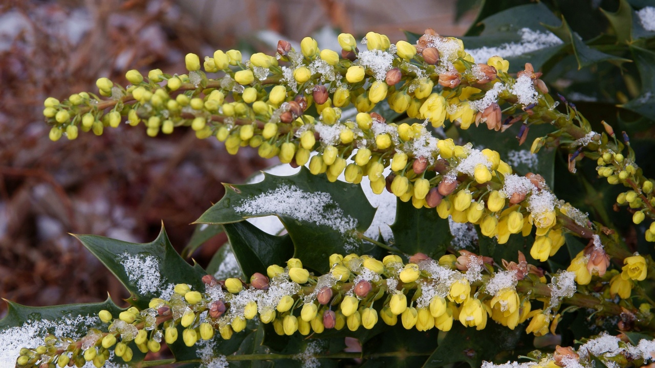 yellow flowers of mahonia aquifolium blooming in december