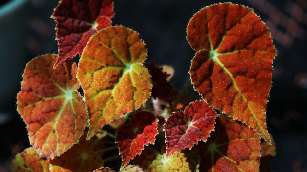 Nice leaf close up of Begonia Autumn amber 