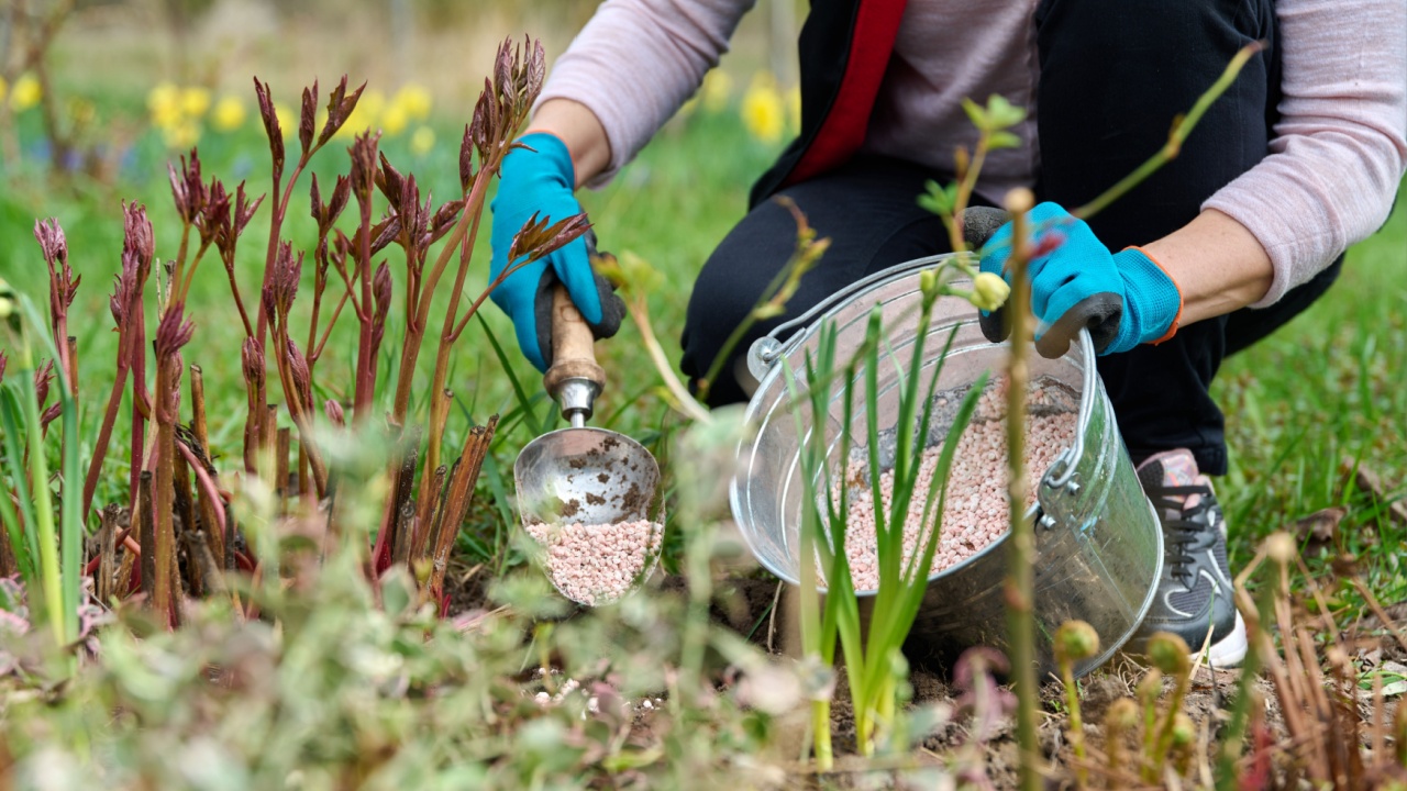 Spring work on flower bed in garden, in backyard, fertilizer