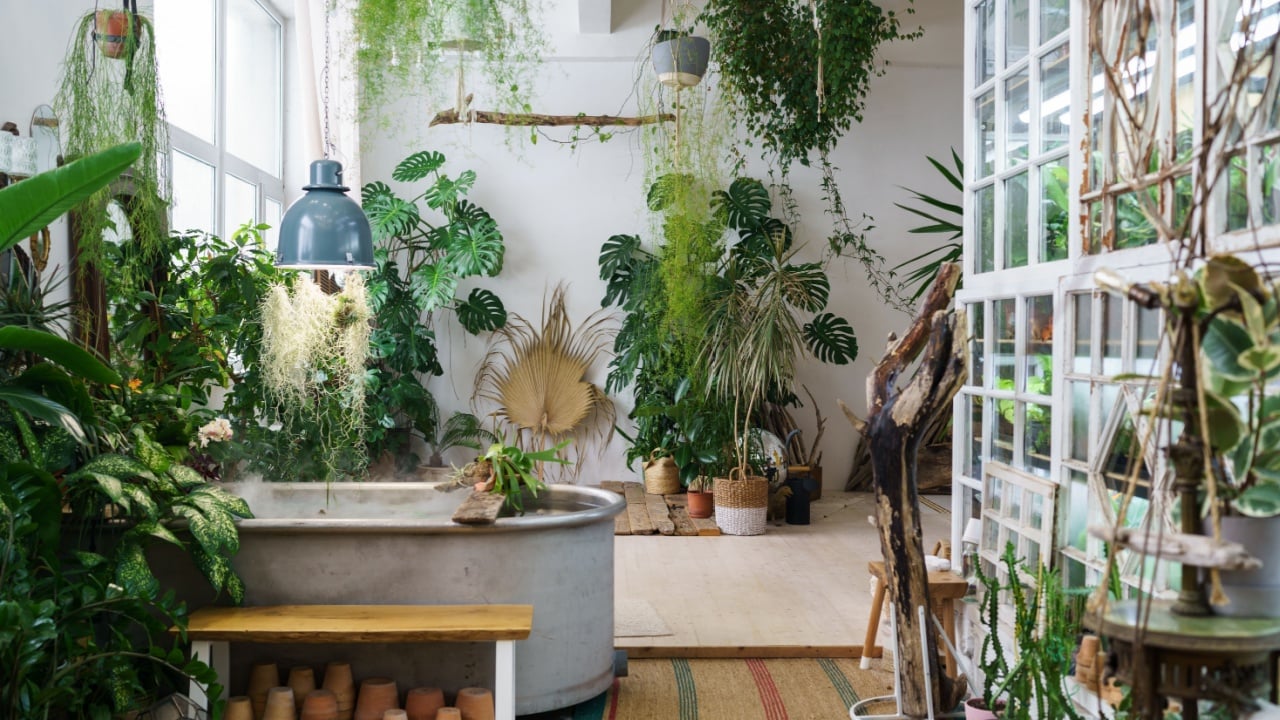 Home garden in retro style. Scandinavian interior design of winter indoor garden with houseplants. Old house orangery with potted tropic flowers, monstera, ceramic pots in boho. Greenhouse concept