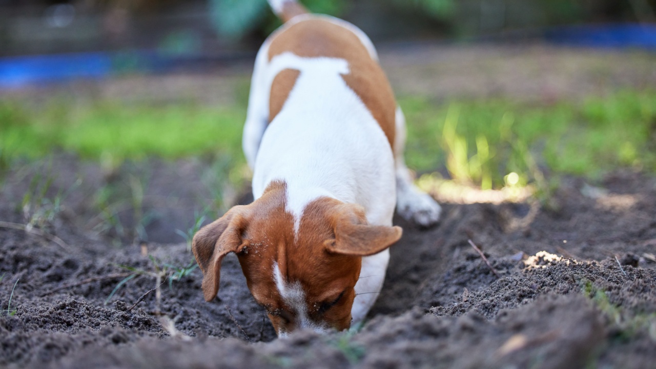 Looking for treasure. Full length shot of an adorable young Jack Russell digging a hole in the ground outside.