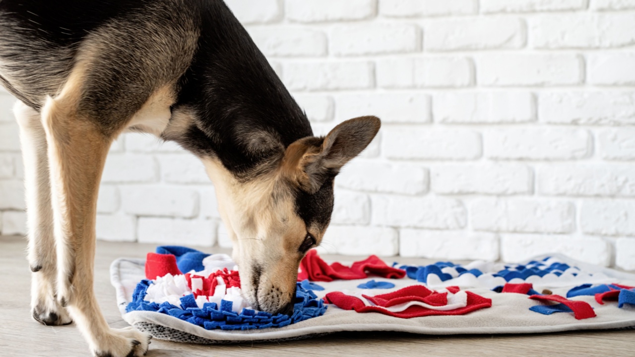 cute mixed breed dog playing on soft washable snuffle rag rug for hiding dried treats for dogs nose work on white background, front view. Intellectual games with pet.