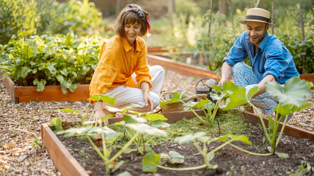 Man and woman mulch green pumpkins with cutted grass on vegetable bed at home garden. Farmers growing and taking care of plants at vegetable garden