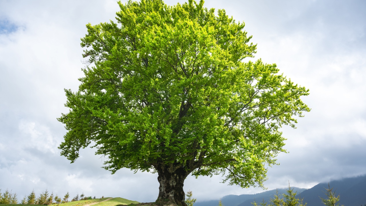 Large old beech tree with lush green leaves in Carpathian mountains in summer time. Landscape photography