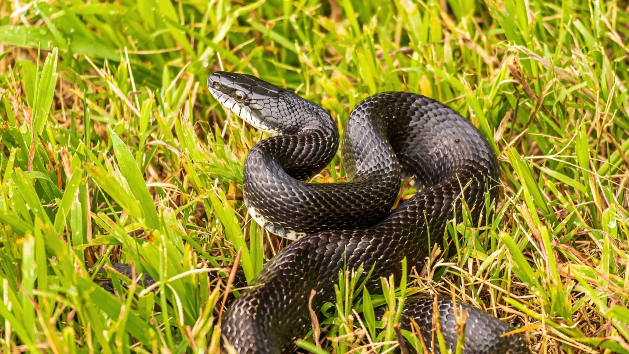 A Black Rat Snake Coiled in the Grass