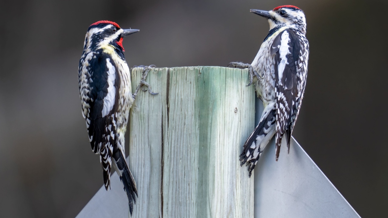A couple of two yellow-bellied sapsuckers perched on wooden post