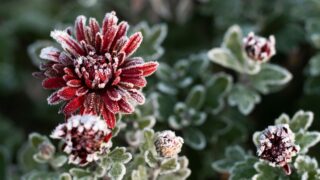 First autumn frost. Bush with burgundy blooming chrysanthemum, covered with white frost. Morning frost, green frozen plant leaves. Onset of winter, nature falls asleep. Blurred background image