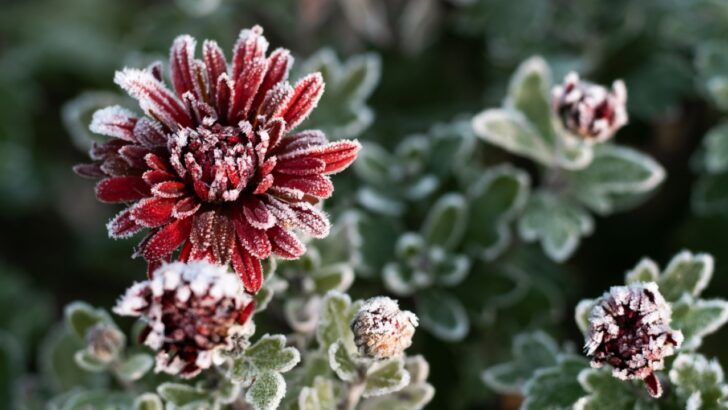 14 Shrubs and Trees That Bloom Even in Winter
