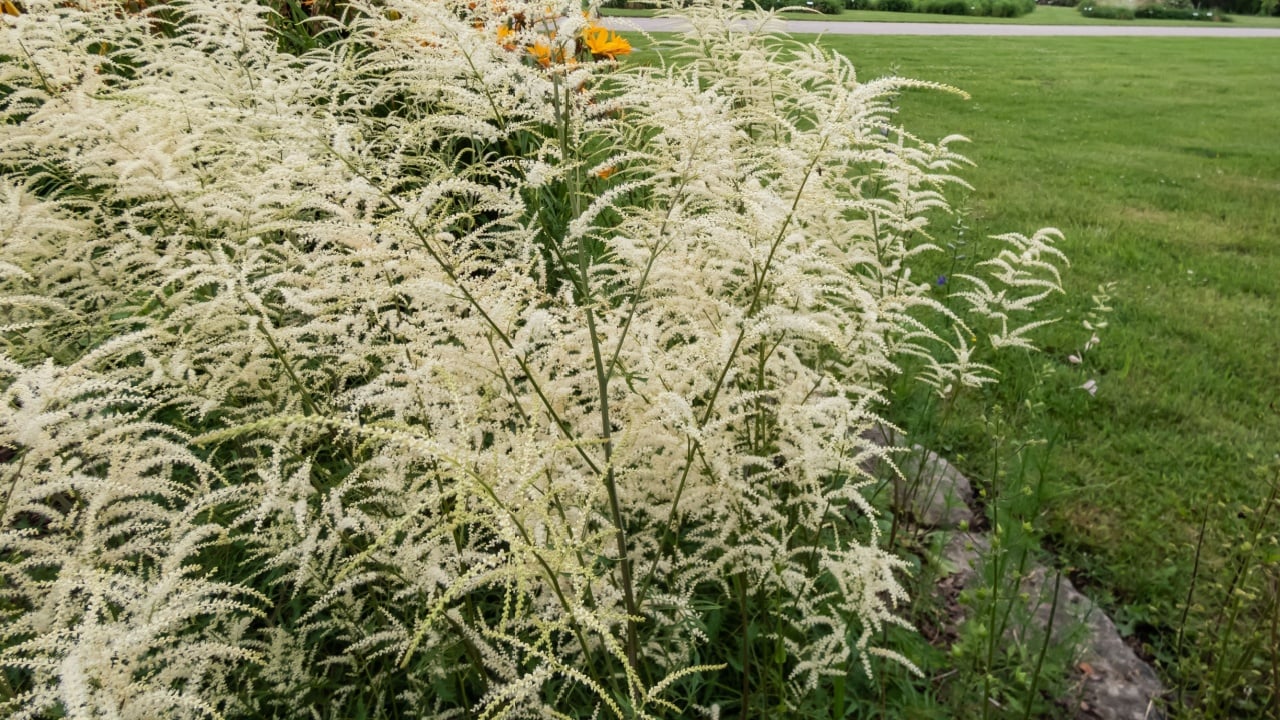 The goat's beard (Aruncus dioicus) 'Kneiffii' flowering in the garden with showy, plume-like spikes of tiny, cream colored flowers which rise above the foliage in summer