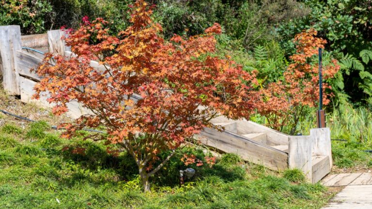 Acer japonicum, Amur maple, Japanese-maple fullmoon maple, Japan southern Korea. Acer tree,Gardeners Dream Acer Orange Red Dream Deciduous palmatum