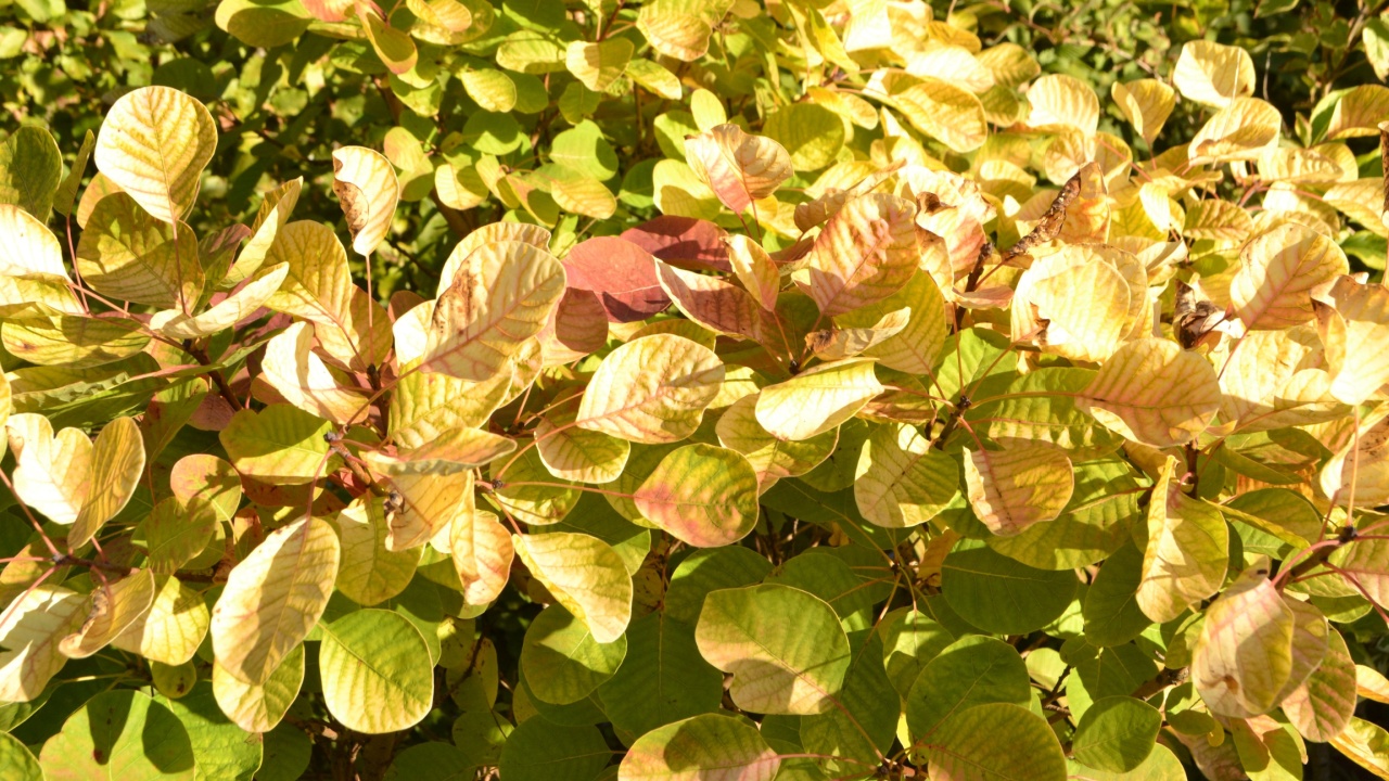 European smoke tree 'Golden Spirit' (Cotinus coggygria)
